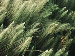 Basic Rules for a Video Maker: Content vs Effects