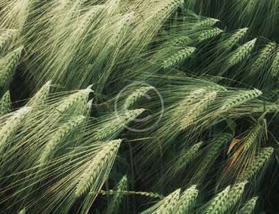 Basic Rules for a Video Maker: Content vs Effects